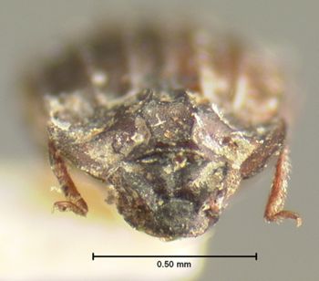 Media type: image;   Entomology 7375 Aspect: head dorsal view